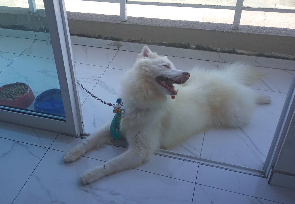 Pet cliente do Pet Shop SM Rações