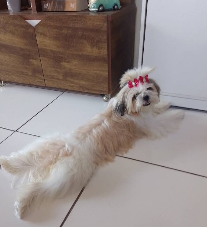 Pet cliente do Pet Shop SM Rações